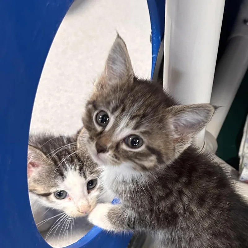 A baby small-sized female Brown / Chocolate Domestic Short Hair cat named Converse for adoption in East Smithfield , PA