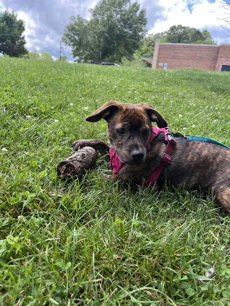 A baby medium-sized female Terrier dog named Marsha for adoption in Candler, NC