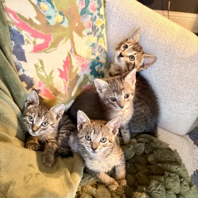 A baby small-sized male Brown / Chocolate Domestic Short Hair cat named Dallas for adoption in Missouri City, TX