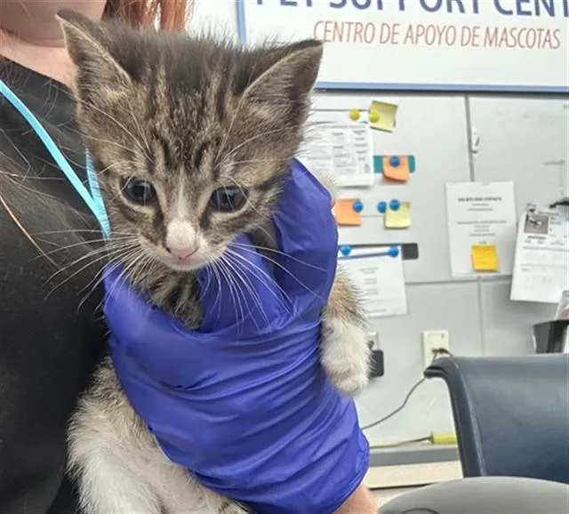 A baby medium-sized male Domestic Short Hair cat named Captain Marvel for adoption in Dallas, TX