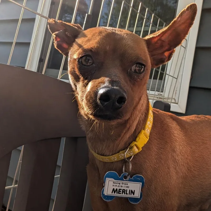 An adult small-sized male Brown / Chocolate Miniature Pinscher dog named Merlin for adoption in Wake Forest, NC