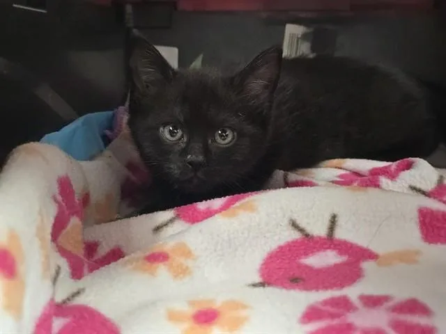 A baby small-sized female Domestic Short Hair cat named A for adoption in Fort Lauderdale, FL