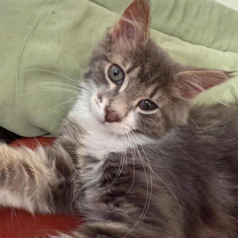 A baby small-sized male Gray / Blue / Silver Domestic Medium Hair cat named Chewpawcca for adoption in Spokane, WA