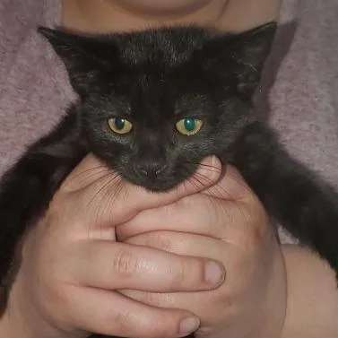 Professor Fluffington