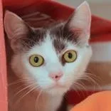 A young medium-sized female Gray & White Domestic Short Hair cat named Sunshine for adoption in Hilliard, OH