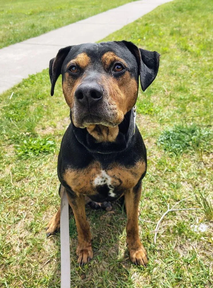 An adult large-sized male Brown / Chocolate Coonhound dog named Alvin for adoption in Kalamazoo, MI