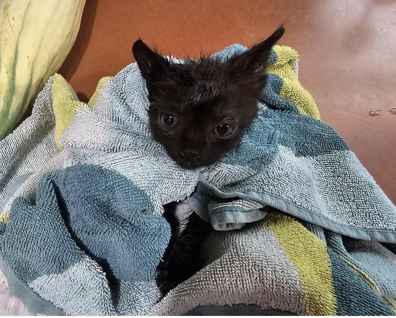 A baby medium-sized male Black Domestic Short Hair cat named Curtis for adoption in Houston, TX