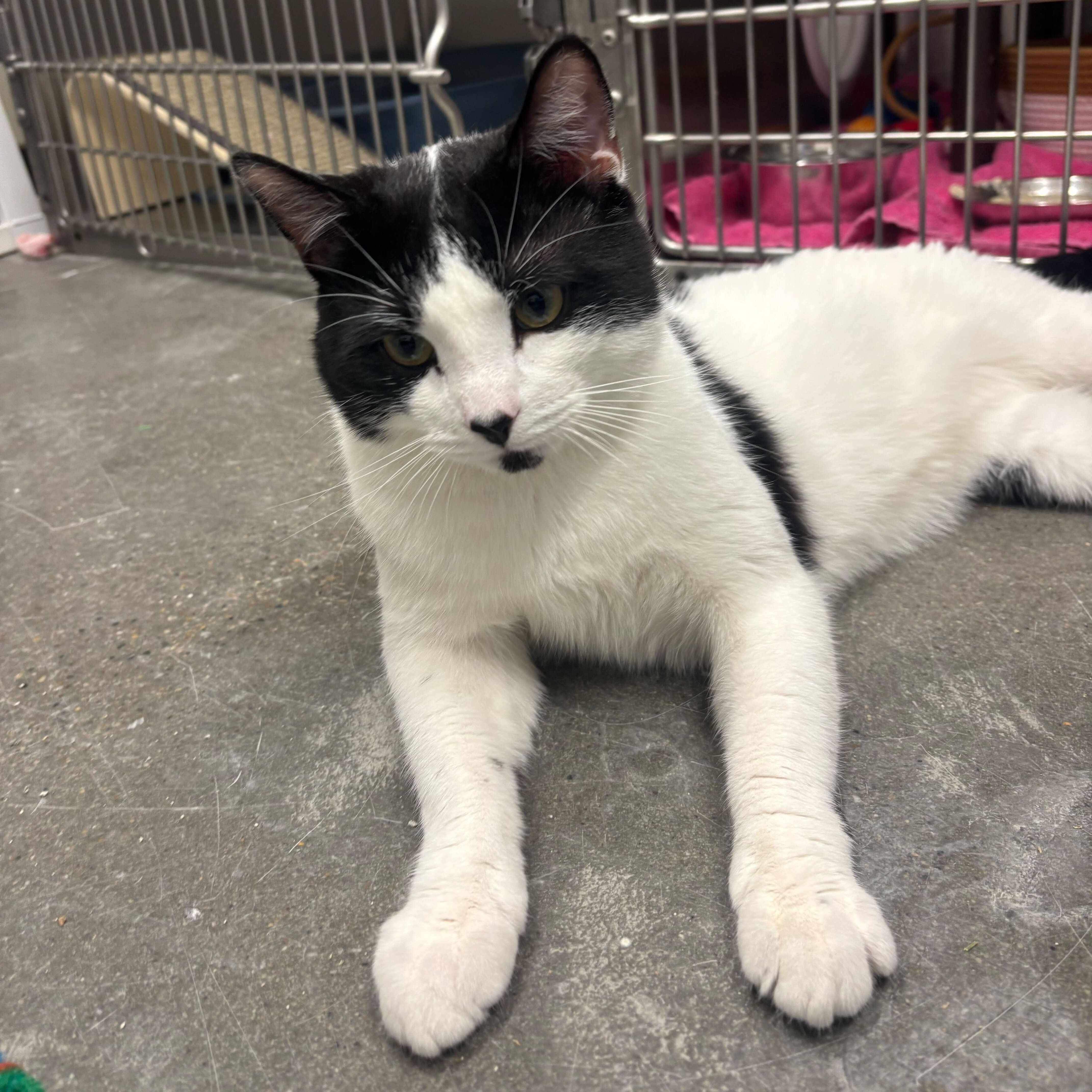 A baby small-sized male Black & White / Tuxedo Domestic Short Hair cat named Myles for adoption in Waltham, MA