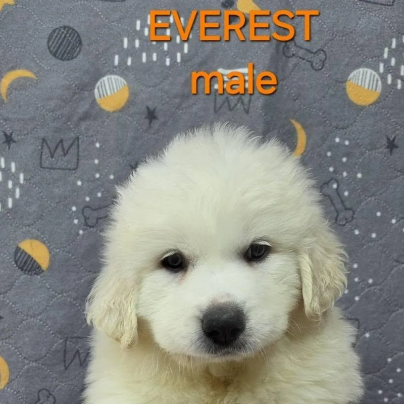 A baby large-sized female Great Pyrenees dog named The White Litter for adoption in Atlanta, GA