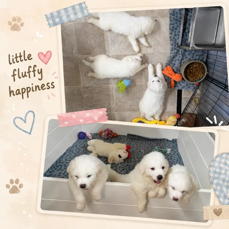 The White Litter thumbnail 3