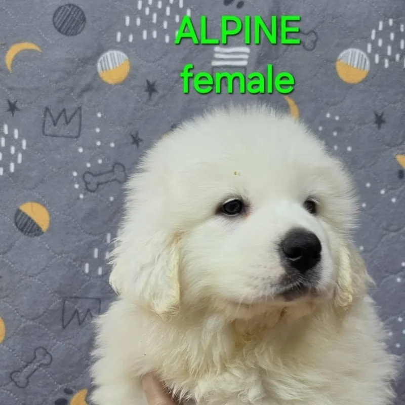 The White Litter thumbnail 4