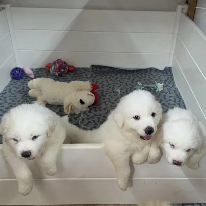 The White Litter thumbnail 5