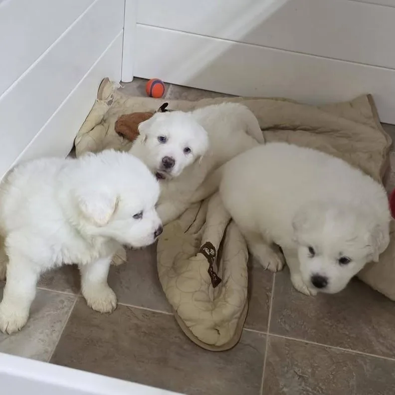 The White Litter thumbnail 6
