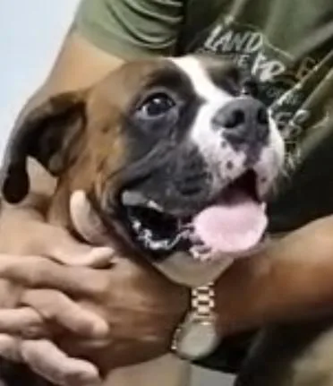 An adult medium-sized male Red / Chestnut / Orange Boxer dog named Manny for adoption in Middlesex, NJ