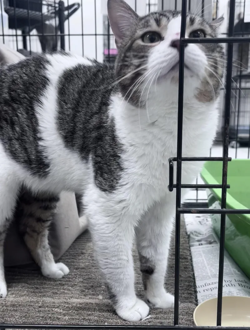 An adult medium-sized male White Domestic Short Hair cat named Flit for adoption in Youngstown, OH