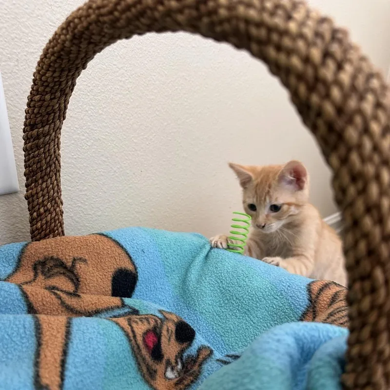 A baby small-sized male Orange / Red Domestic Short Hair cat named Arturu for adoption in Tustin, CA