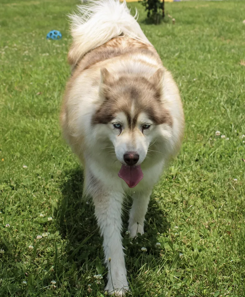 An adult large-sized female Bicolor Siberian Husky dog named Bria for adoption in Neosho, MO