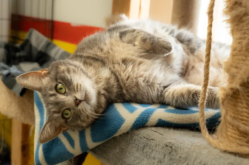 An adult medium-sized female Gray / Blue / Silver Domestic Short Hair cat named Misty for adoption in Owensboro, KY