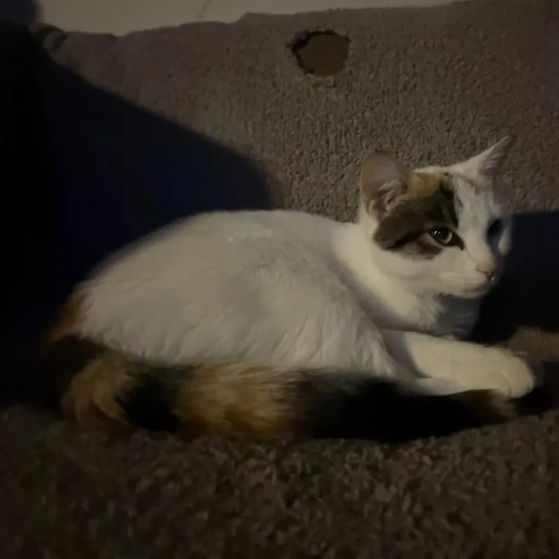 A young medium-sized female White Domestic Short Hair cat named Ghoul for adoption in Buffalo, MN