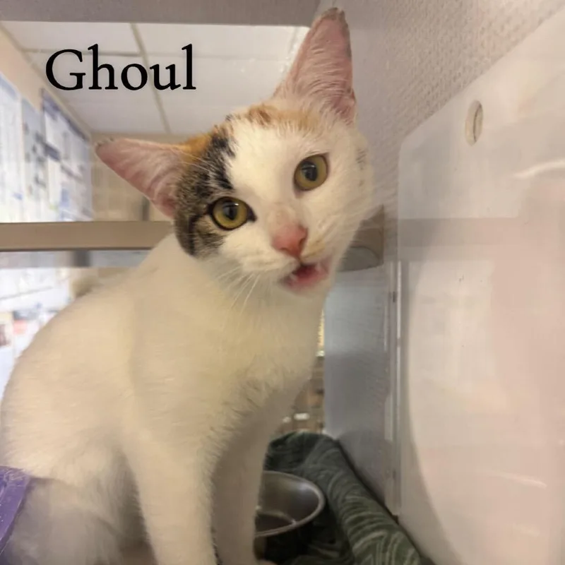 Ghoul thumbnail 2