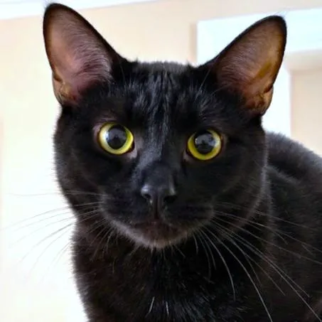 Bronx  Big Bombay thumbnail 2