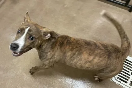 Scoobert thumbnail 2