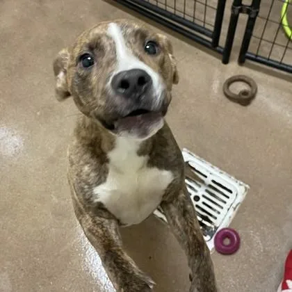 Scoobert thumbnail 3