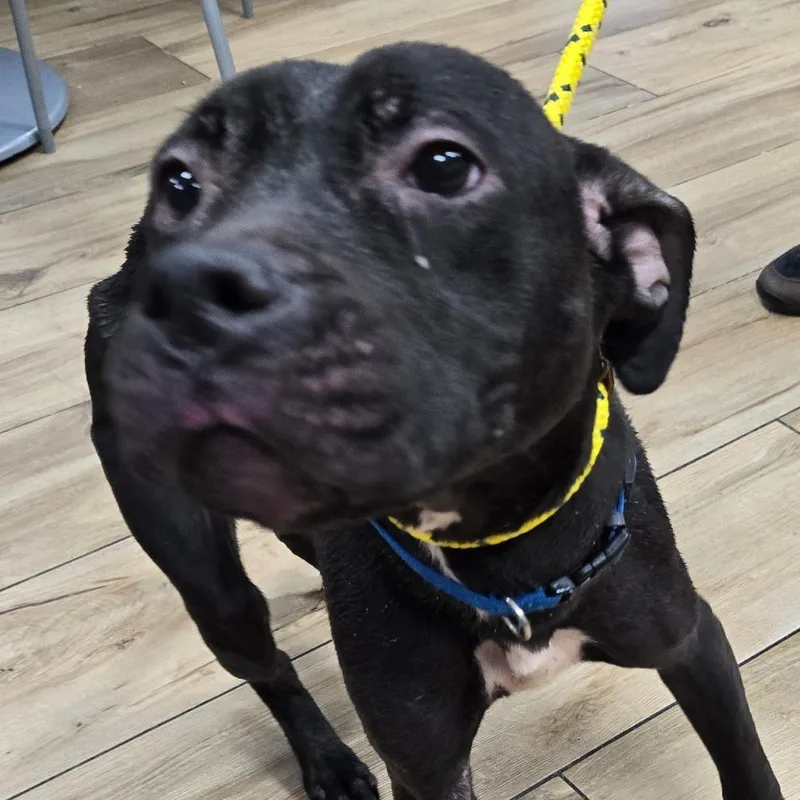A baby medium-sized female Black Mixed Breed dog named Rowan for adoption in Newark, NJ