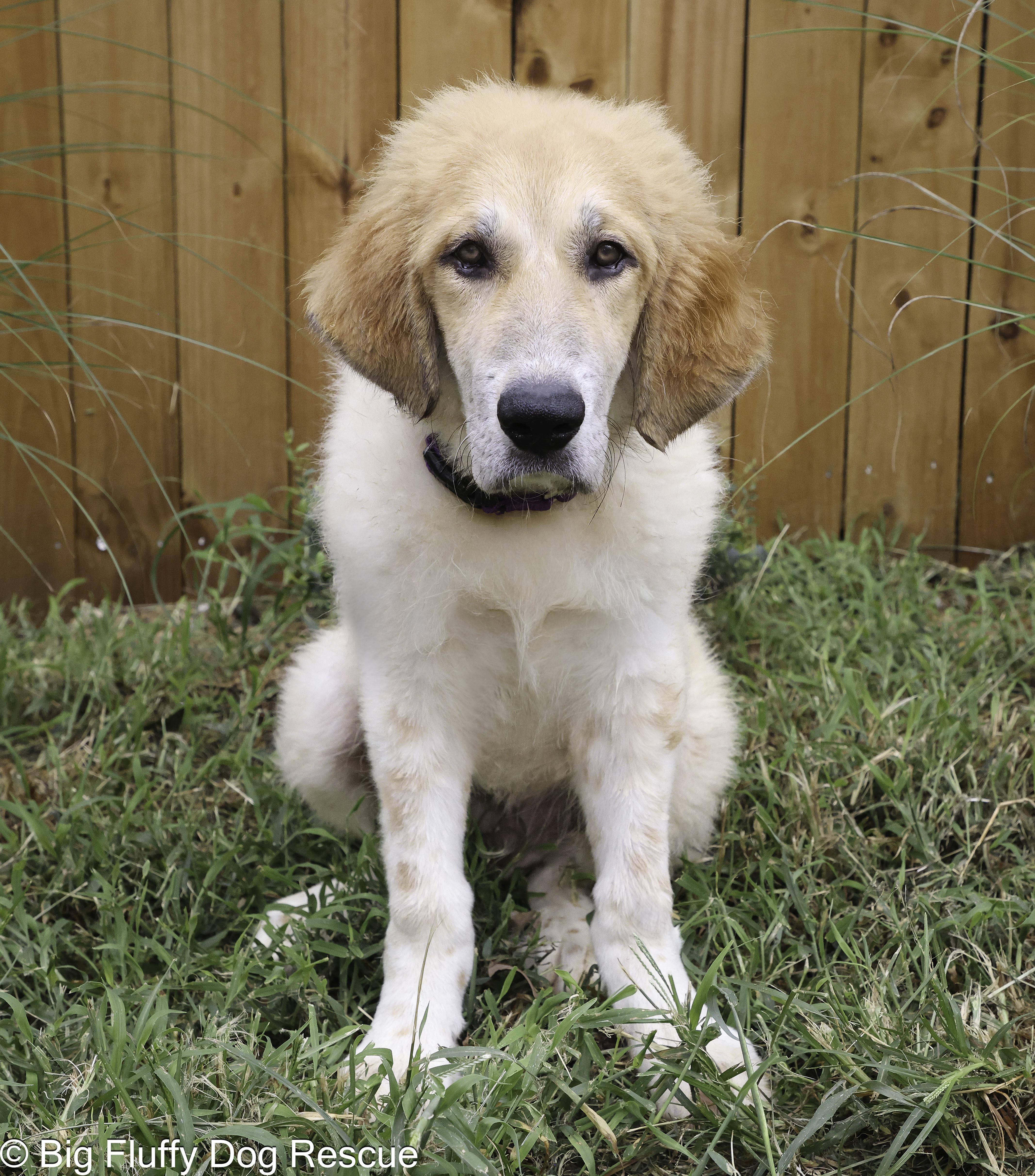 A baby large-sized male Apricot / Beige Great Pyrenees dog named Reza for adoption in Nashville, TN