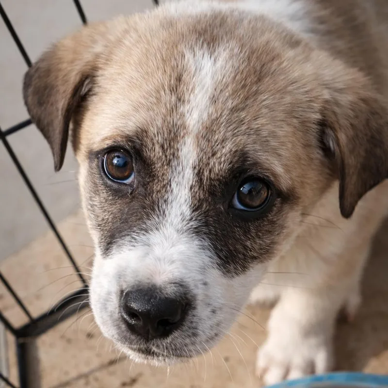 A young medium-sized female White / Cream Mixed Breed dog named Maru for adoption in Bend, OR