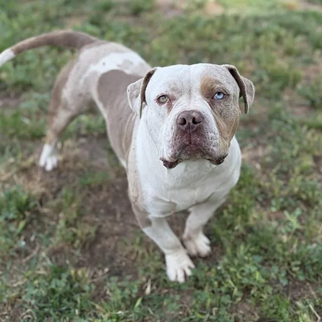 An adult small-sized male Pit Bull Terrier dog named A for adoption in Modesto, CA