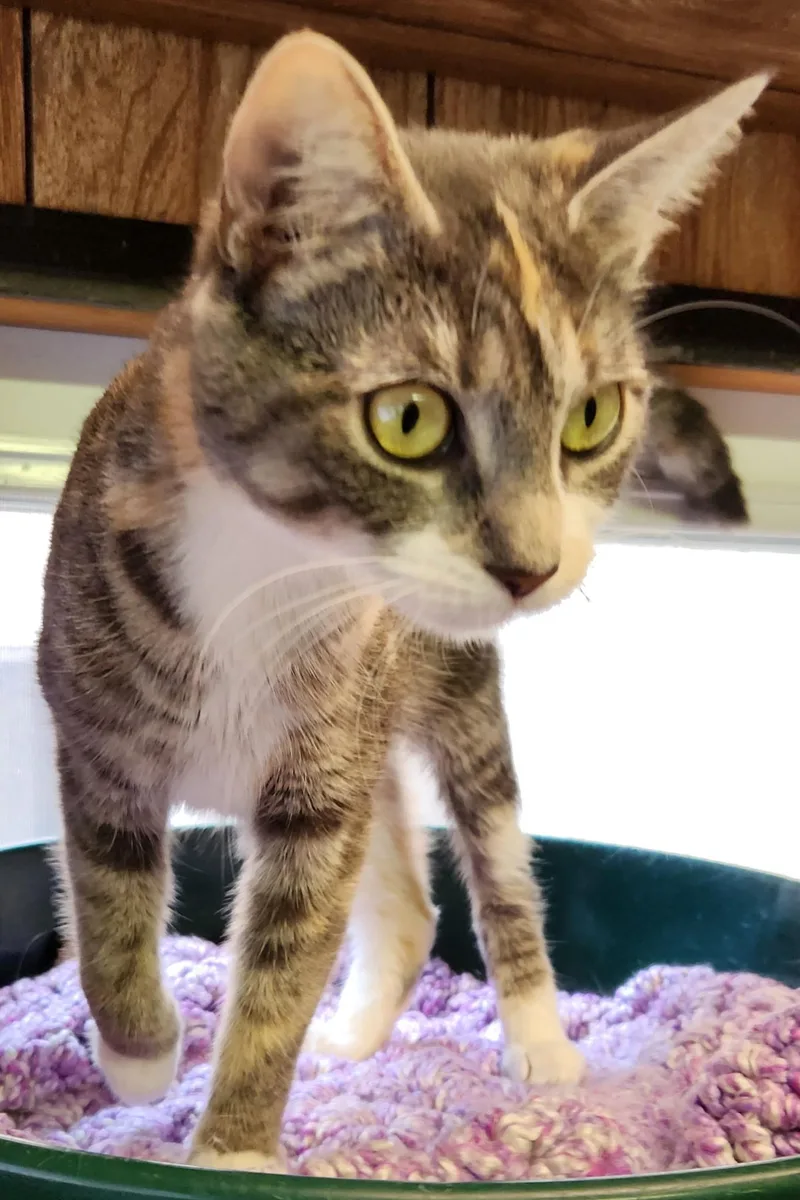 A young medium-sized female Tabby (Tiger Striped) Tabby cat named Cara for adoption in Linden, NJ