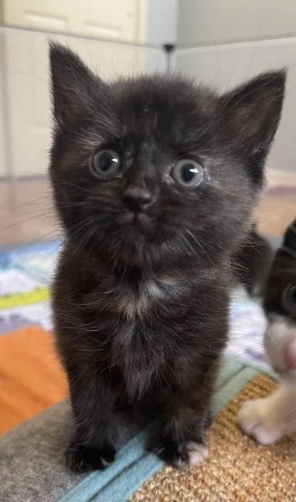 Cinnamon