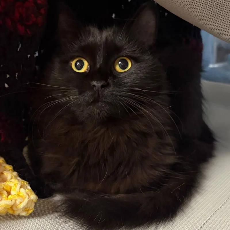 An adult medium-sized female Domestic Medium Hair cat named Crow for adoption in West Olive, MI