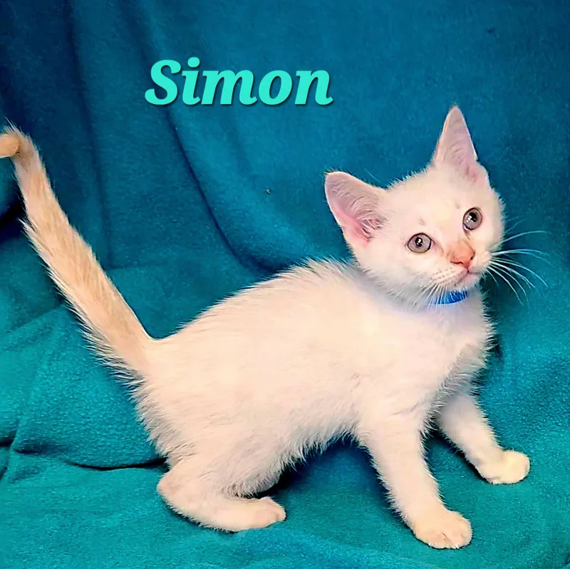 Simon