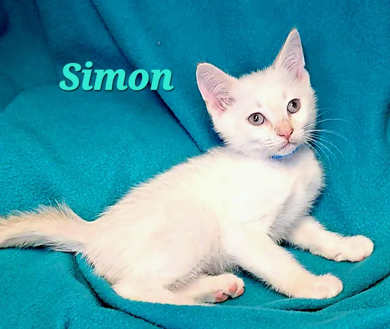 Simon thumbnail 2