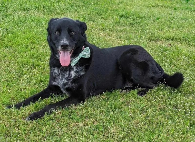 A senior large-sized male Border Collie dog named Cody for adoption in Arlington, TX