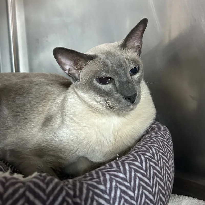 A senior large-sized male Lilac Point Oriental Short Hair cat named Sebastian for adoption in Pensacola, FL