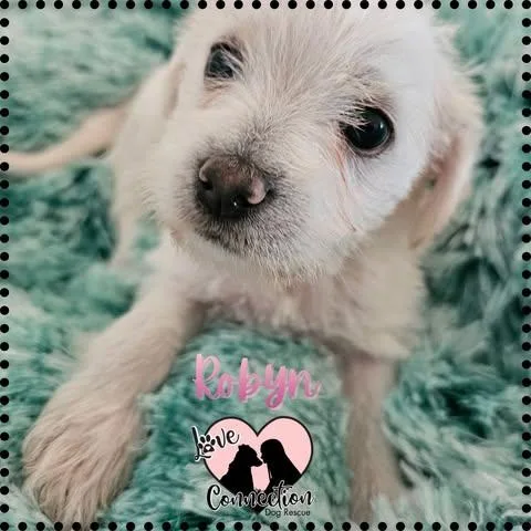 A baby medium-sized female Yellow / Tan / Blond / Fawn Poodle dog named Robyn for adoption in Gilbert, AZ