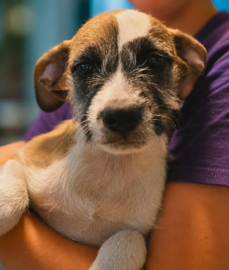A baby medium-sized male Schnauzer dog named Tater Boots for adoption in El Dorado, AR