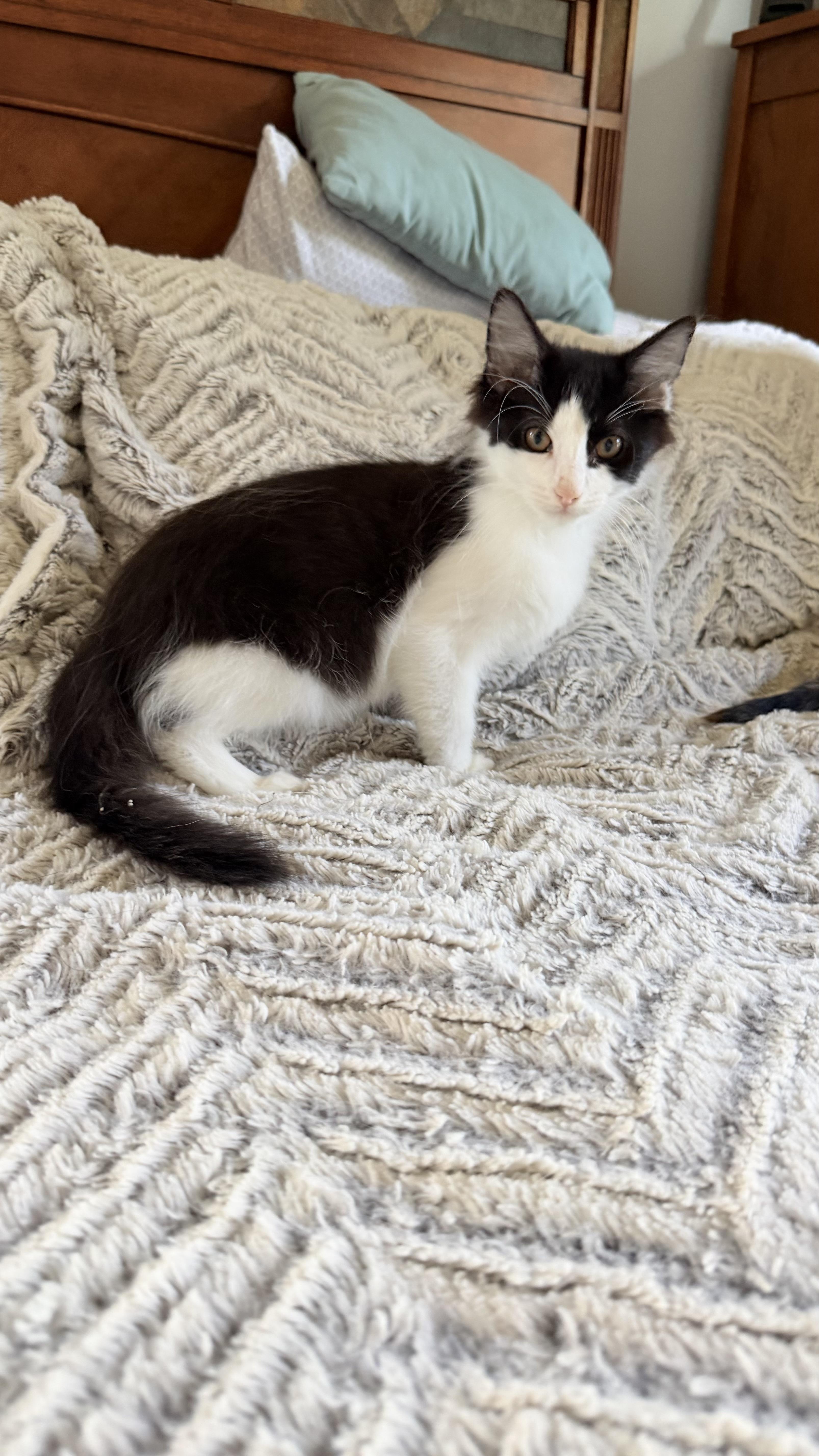 A baby medium-sized male Domestic Long Hair cat named Cookies & Cream for adoption in Crystal Lake, IL