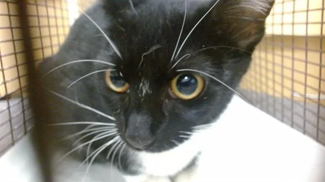 A young small-sized female Domestic Short Hair cat named Miky for adoption in Miami, FL