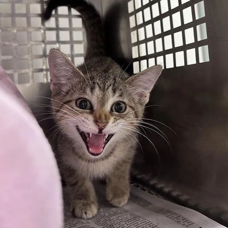 A baby small-sized female Brown / Chocolate Domestic Short Hair cat named Allison for adoption in Mount Vernon, IN