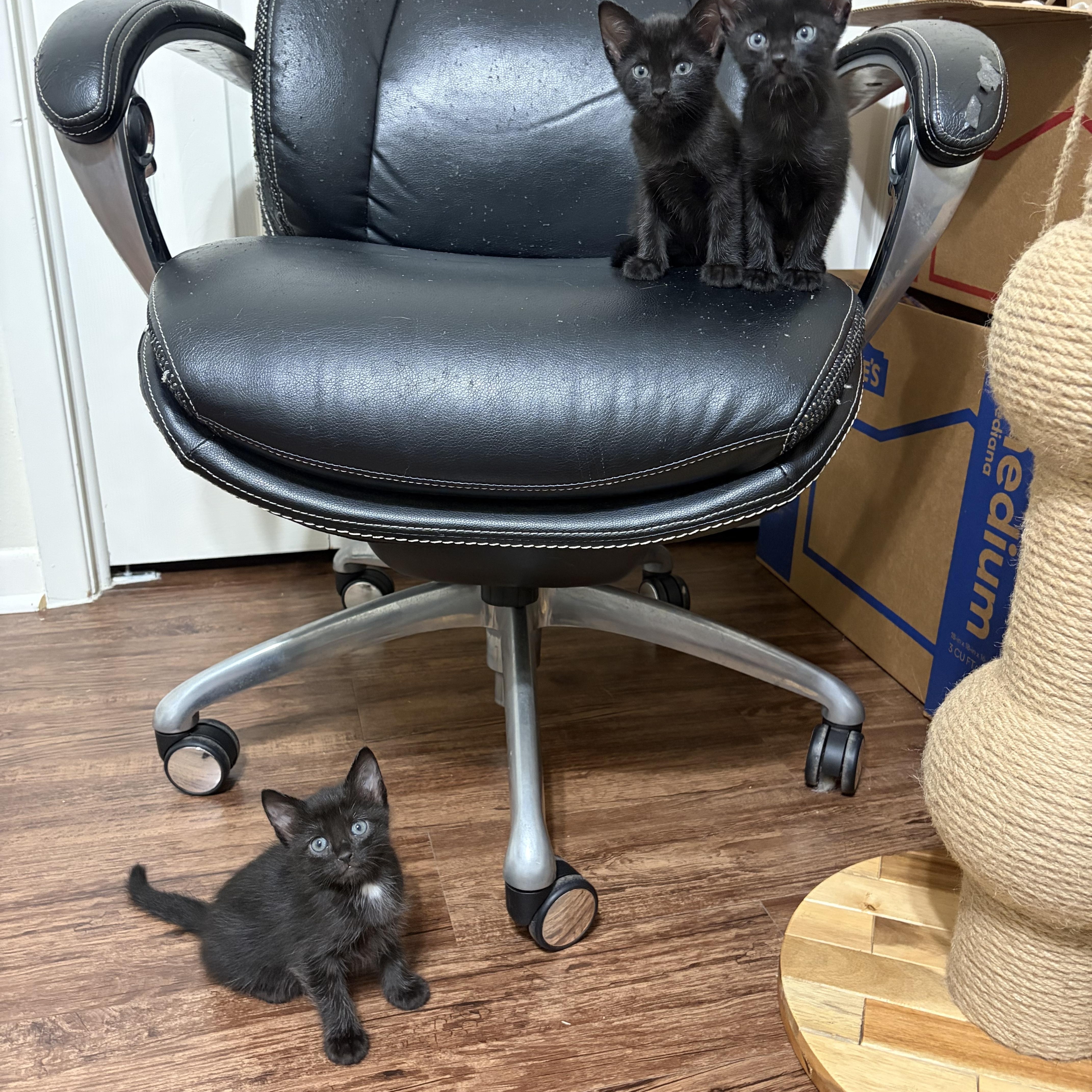 A baby medium-sized female Black Domestic Short Hair cat named Calanthe for adoption in Liverpool, TX