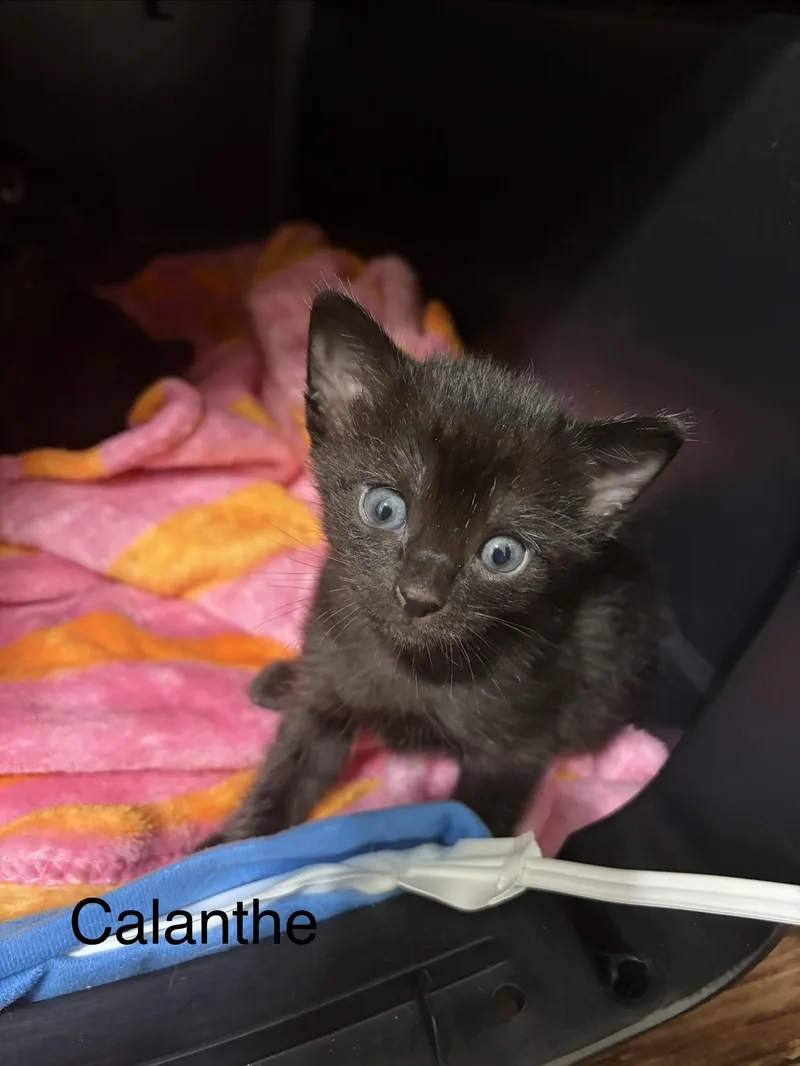Calanthe thumbnail 4
