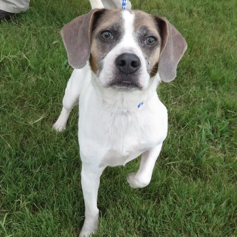 An adult small-sized female White / Cream Beagle dog named Arianna for adoption in West Point, MS