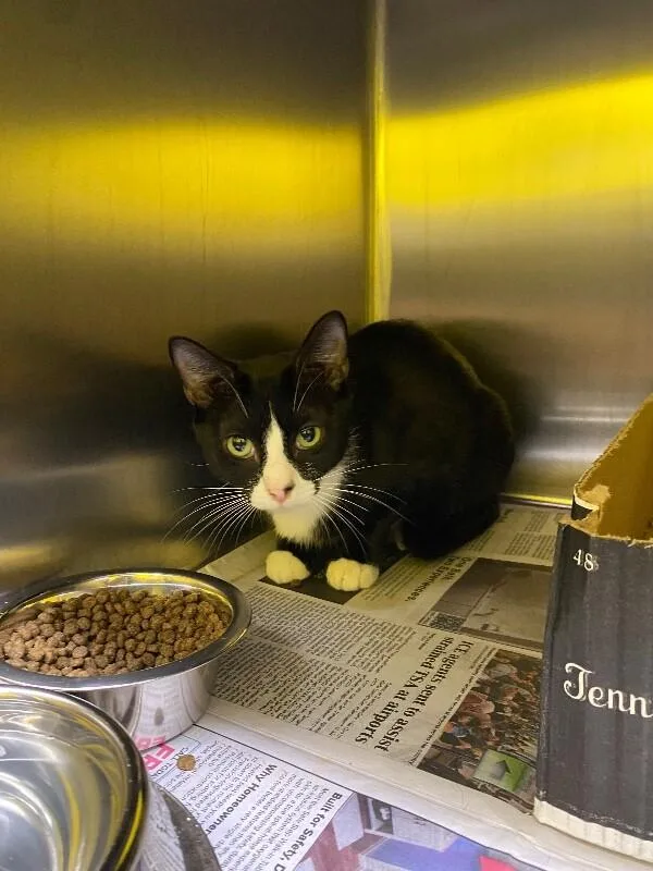 An adult medium-sized female Black & White / Tuxedo Domestic Short Hair cat named Other Mother for adoption in Jackson, TN