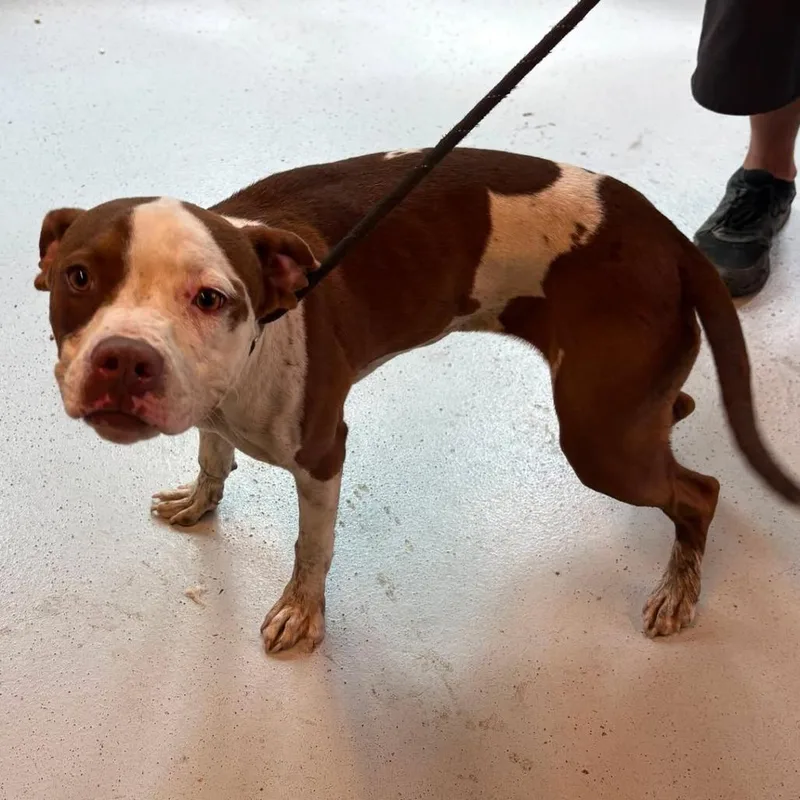 An adult medium-sized female Brown / Chocolate Mixed Breed dog named Yamper  stray hold for adoption in Huntington, WV