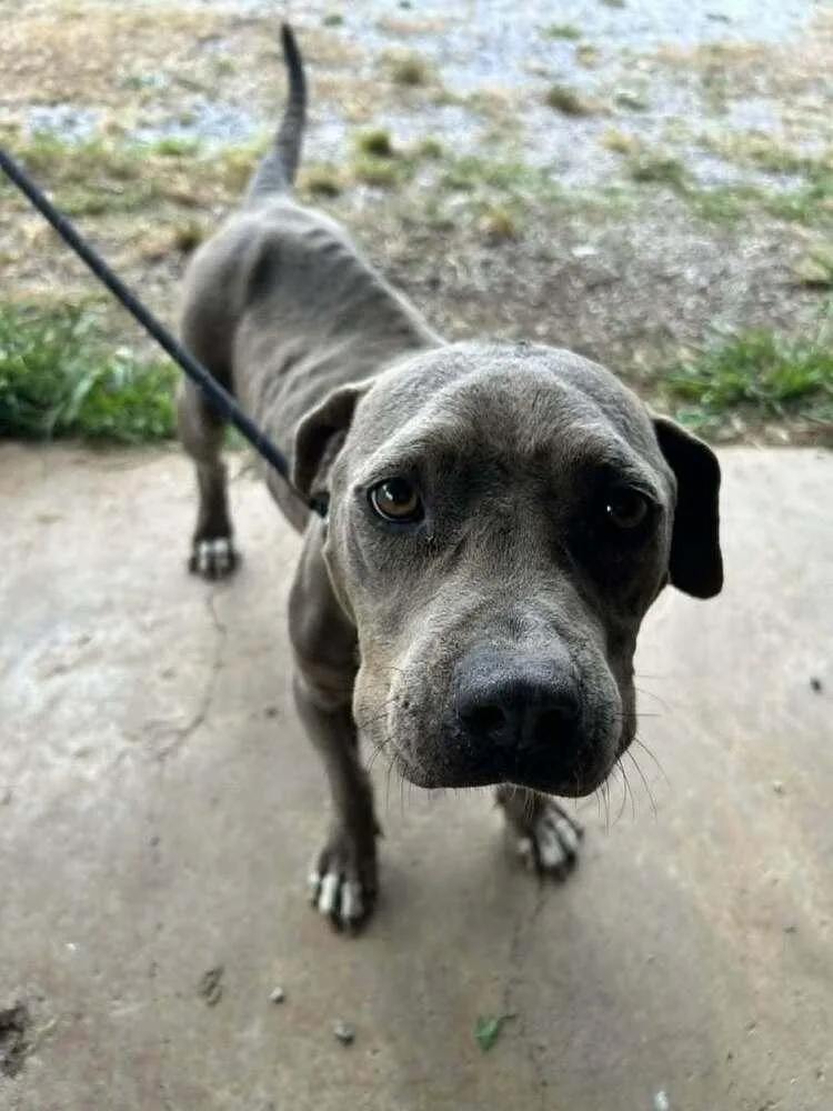 A young medium-sized female Gray / Blue / Silver Mixed Breed dog named Jamie for adoption in Scott, LA