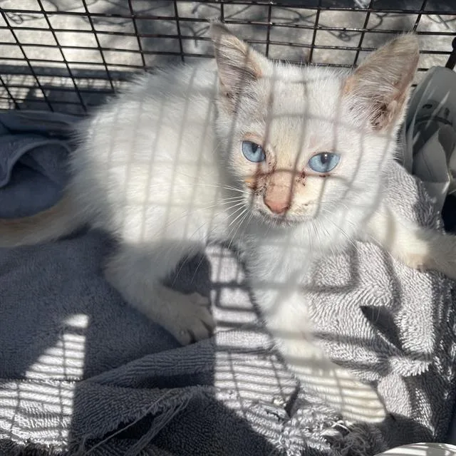 A baby small-sized female Domestic Short Hair cat named Rosey for adoption in San Antonio, TX